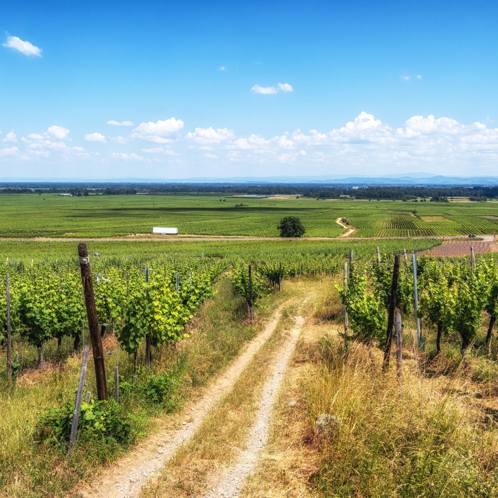 route des vins alsace